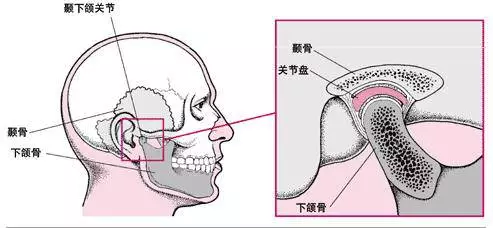 颞下颌关节 部位示意图