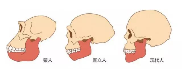 智齿示意图 918博天堂阳光口腔